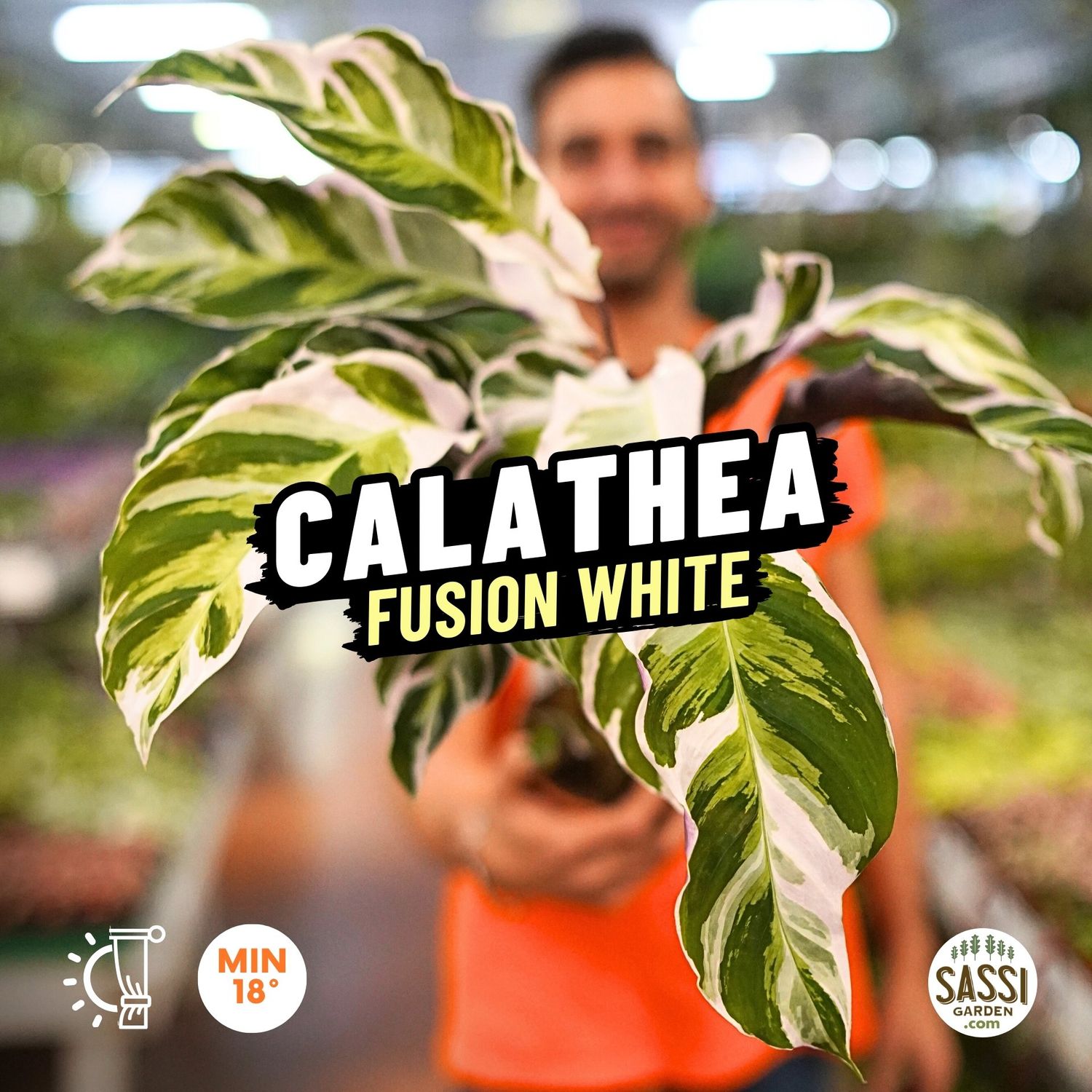 Calathea Fusion White - vaso Ø14 cm