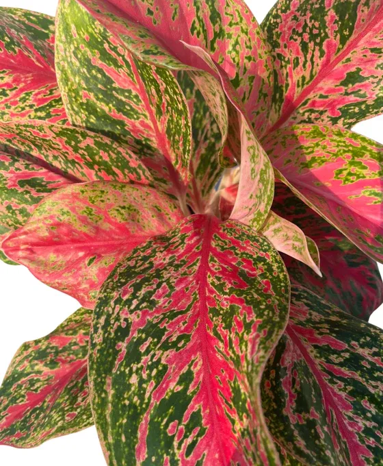 Aglaonema &#39;Red Emerald&#39; - vaso Ø12 cm