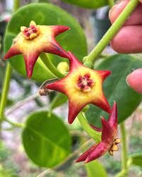 Hoya &#39;Optimistic&#39;, Fiore di cera - Ø12cm