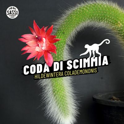 CODA DI SCIMMIA
