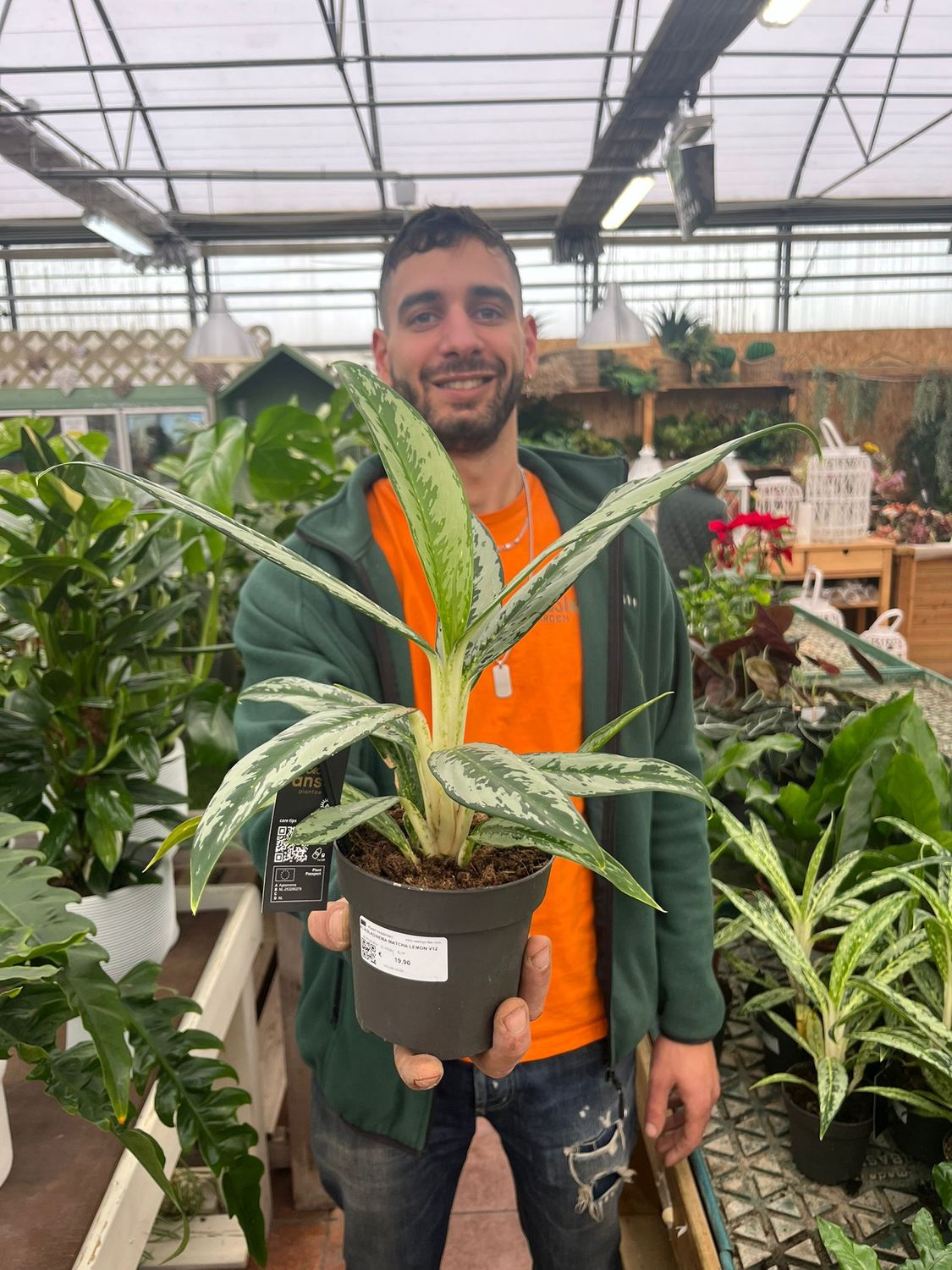 Aglaonema &#39; Matcha Lemon &#39; - vaso Ø12 cm
