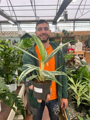 Aglaonema &#39; Matcha Lemon &#39; - vaso Ø12 cm