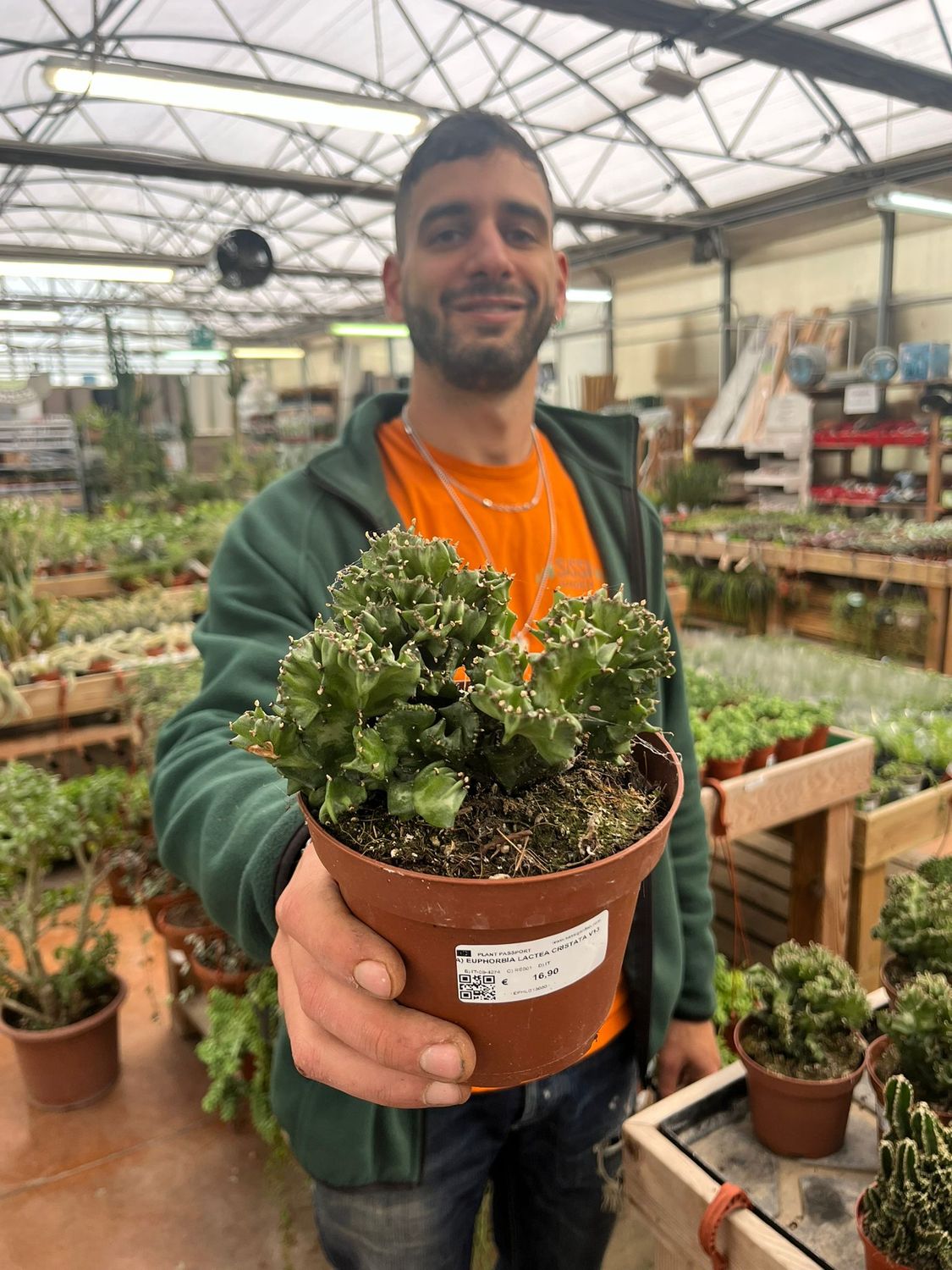 Euphorbia lactea cristata - vaso Ø13 cm