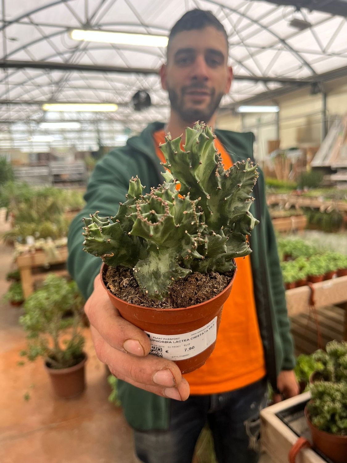 Euphorbia lactea cristata - vaso Ø8,5 cm