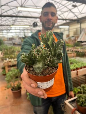 Euphorbia lactea cristata - vaso 8,5