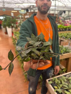 Hoya krohniana &#39;Black Leaves&#39; - vaso Ø9 cm