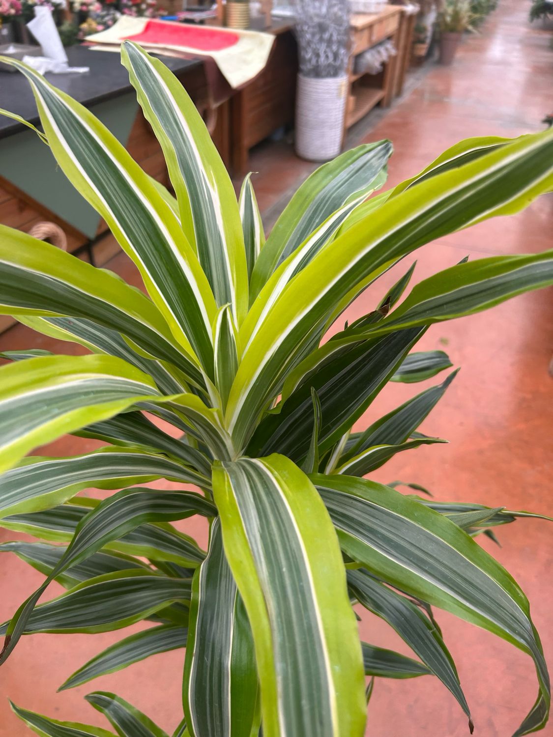 Dracaena fragrans &#39;Compacta Lemon Surprise&#39; - vaso 21  3 rami altezza 130 , altezza rami 90-60-30