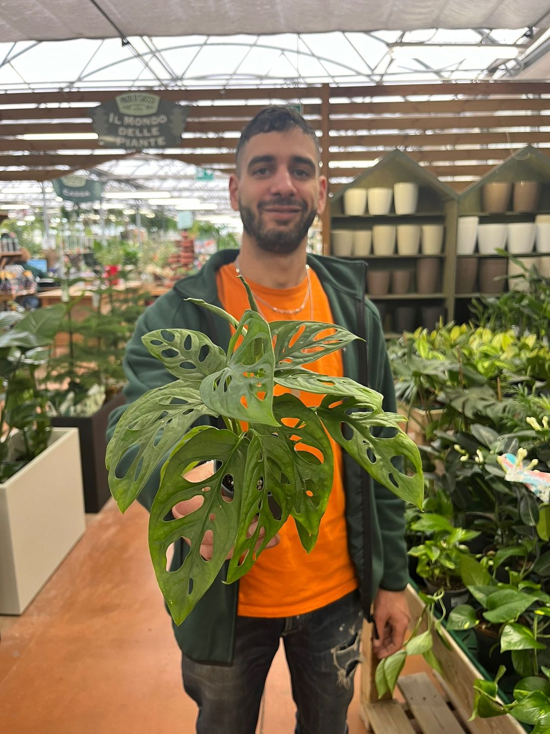 Monstera Obliqua Leichtlinii &quot; Monkey Mask &quot; - vaso Ø7 cm
