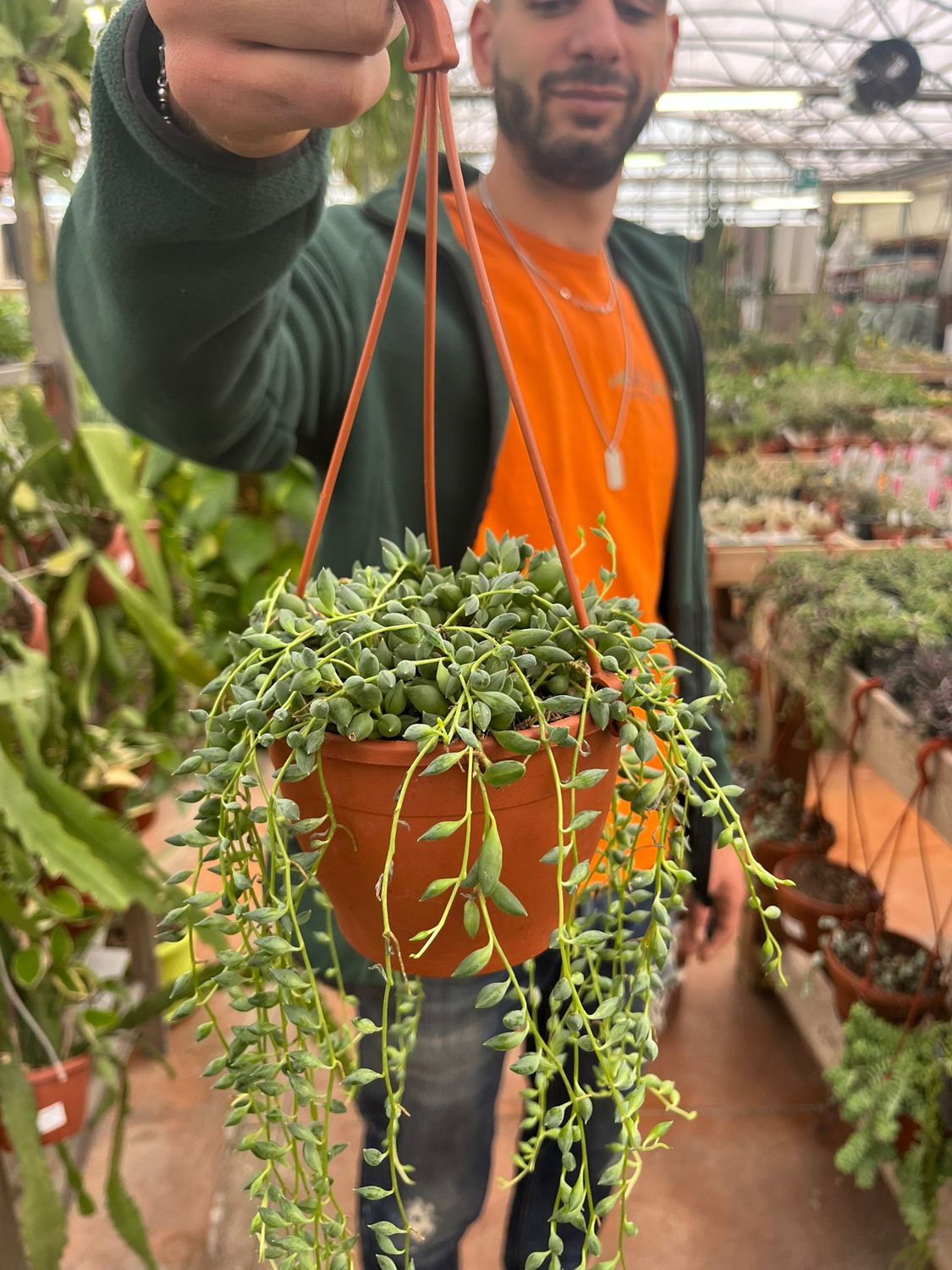 Senecio Herreianus, Pianta Rosario - vaso Ø12 cm