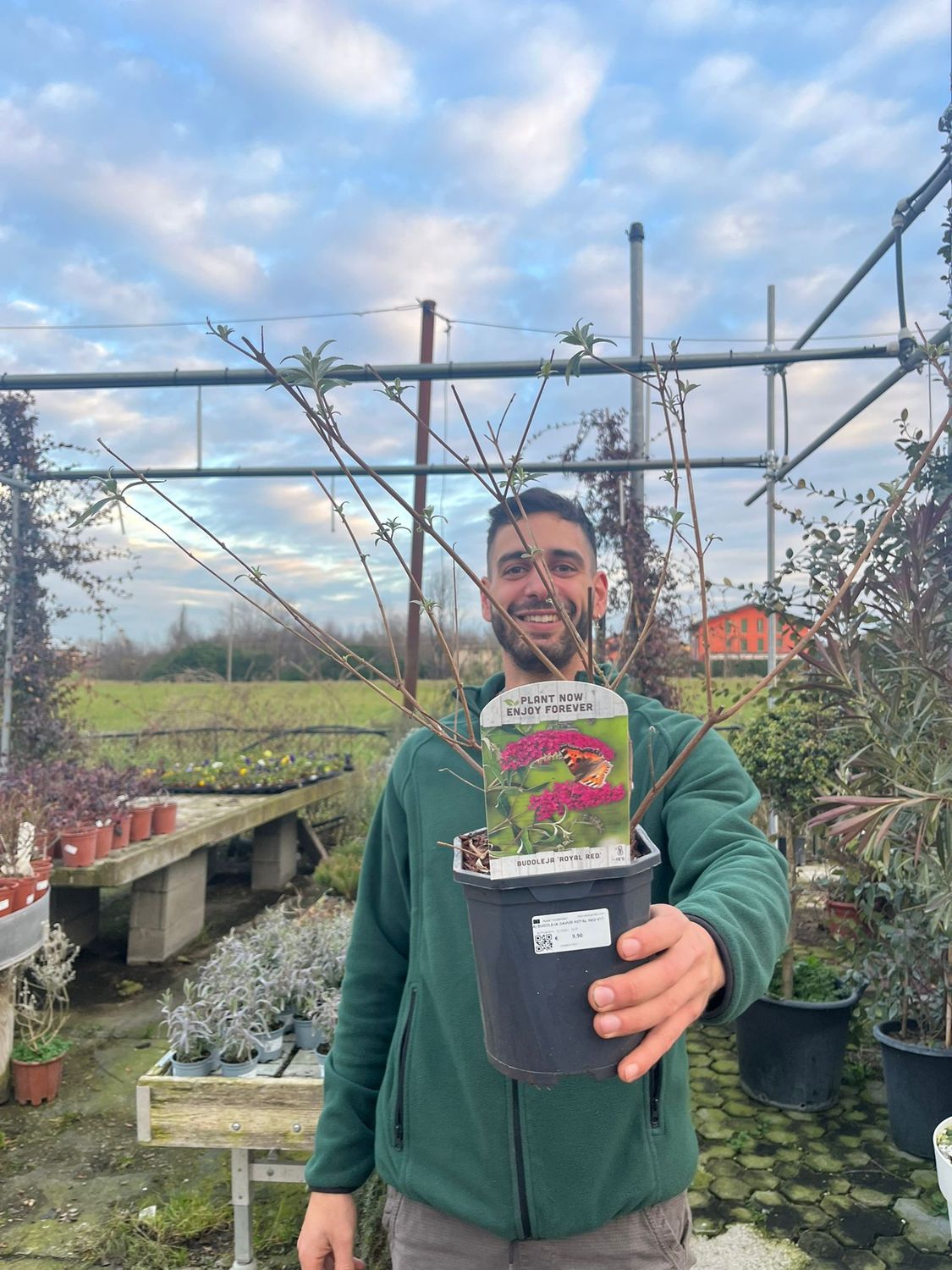 Buddleja Davidii &#39;Royal Red&#39;, Albero delle farfalle - vaso Ø17 cm