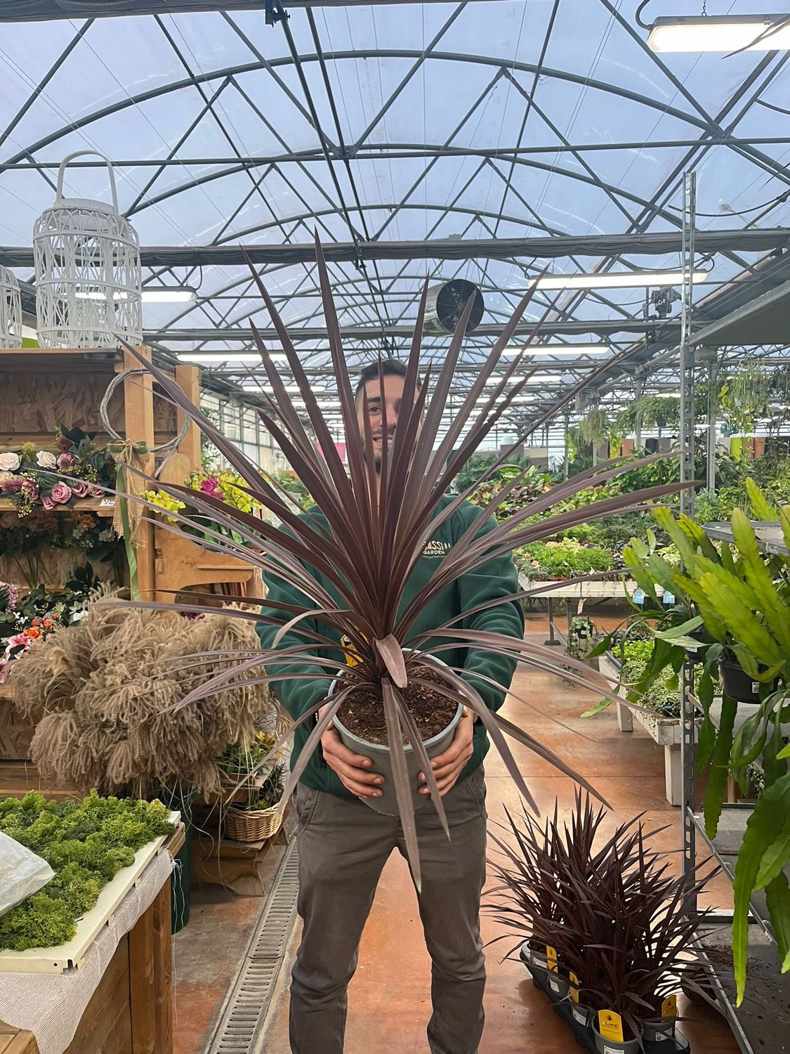 Cordyline australis &#39; Red Star&#39; - Cordilina - vaso Ø21 cm