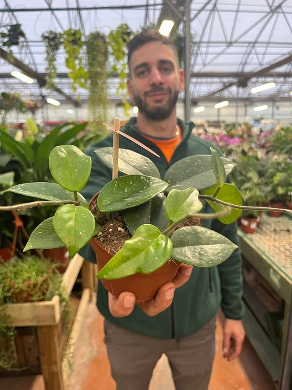 Hoya carnosa 'Freckles Splash' - vaso Ø12,5 cm