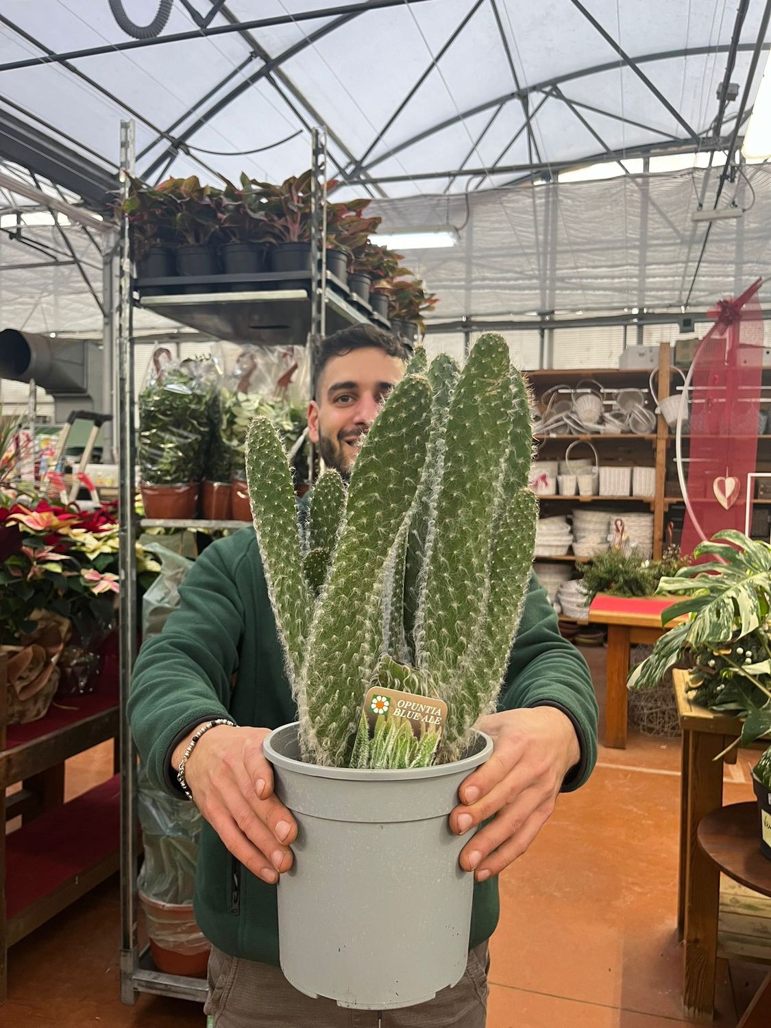 Opuntia Blue Ale - vaso Ø19 cm