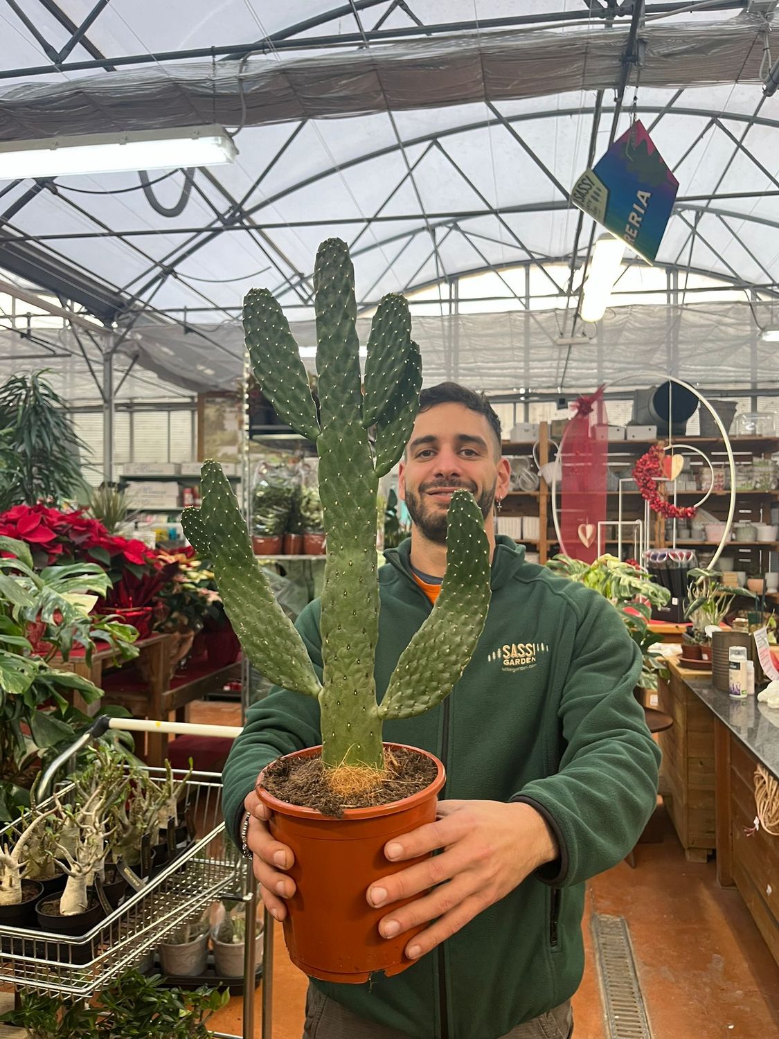 Opuntia Consolea - vaso Ø17 cm