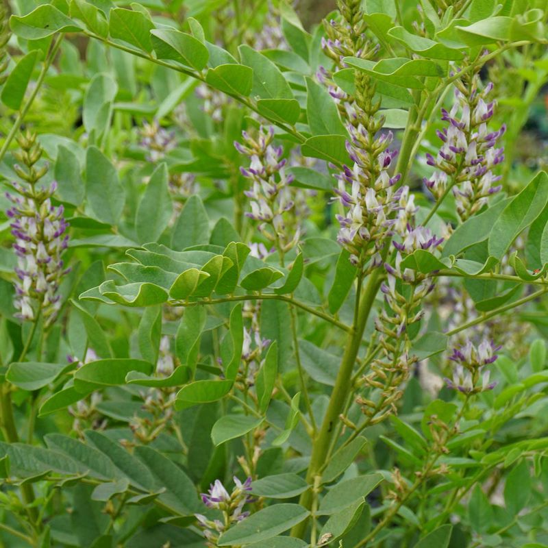 Liquirizia, Glycyrrhiza glabra - vaso 12