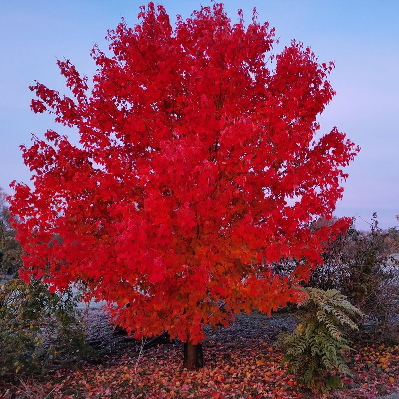 Acero Rosso, Acer rubrum  &#39;Fairview Flame&#39; - vaso Ø24 cm, h 140-160 cm