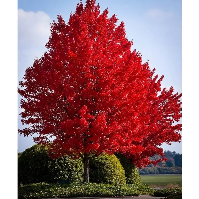 Acero Rosso, Acer rubrum &#39;Sun Valley&#39; - vaso Ø18 cm, h 140-160 cm