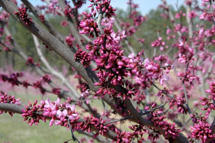 Cercis canadensis &#39;Merlot&#39;, Albero di Giuda - vaso Ø18 cm