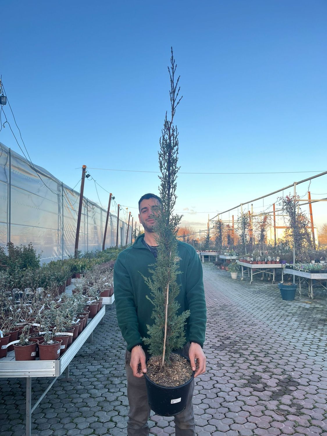 Cupressus sempervirens Pyramidalis, Cipresso Toscano - vaso Ø24 cm