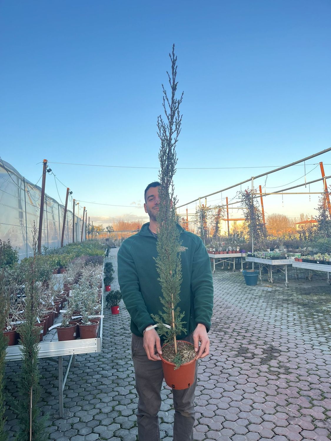 Cupressus sempervirens Pyramidalis, Cipresso Toscano vaso Ø18 cm