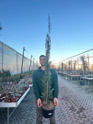 Cupressus sempervirens Pyramidalis, Cipresso Toscano - vaso Ø24 cm