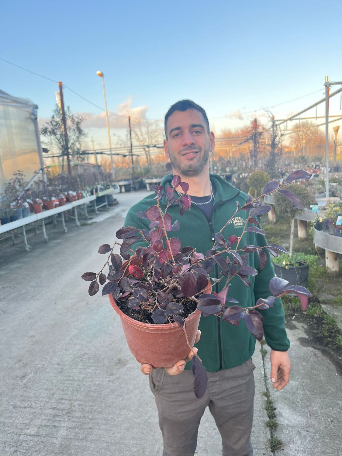 Loropetalum chinense &#39;Ever Red&#39; - vaso Ø17 cm