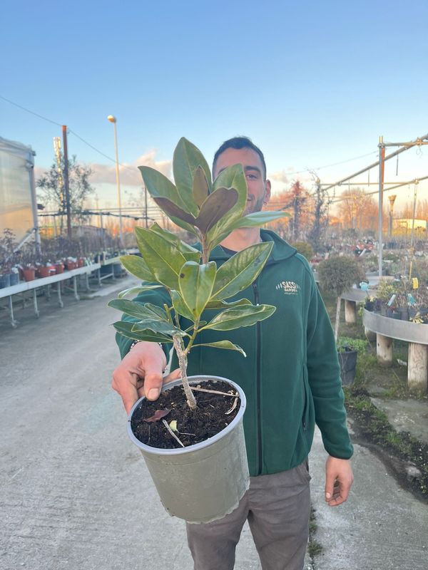 Magnolia Grandiflora Little Gem - vaso Ø17 cm