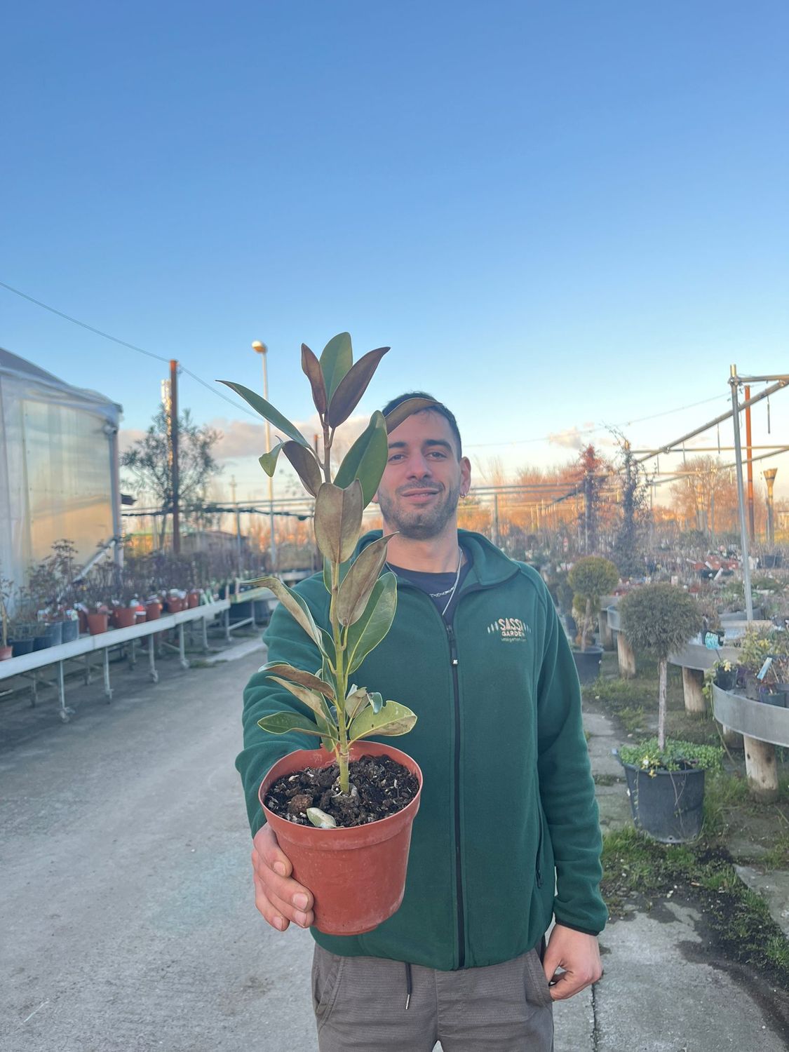 Magnolia Grandiflora alta - vaso Ø14 cm