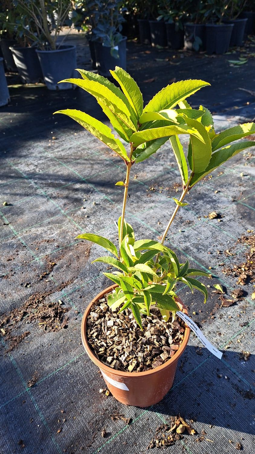Osmanthus Armatus, legno del diavolo - vaso Ø17cm