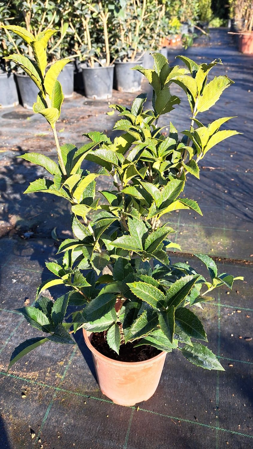 Osmanthus aquifolium - vaso Ø17 cm Osmanthus aquifolium - vaso Ø17 cm