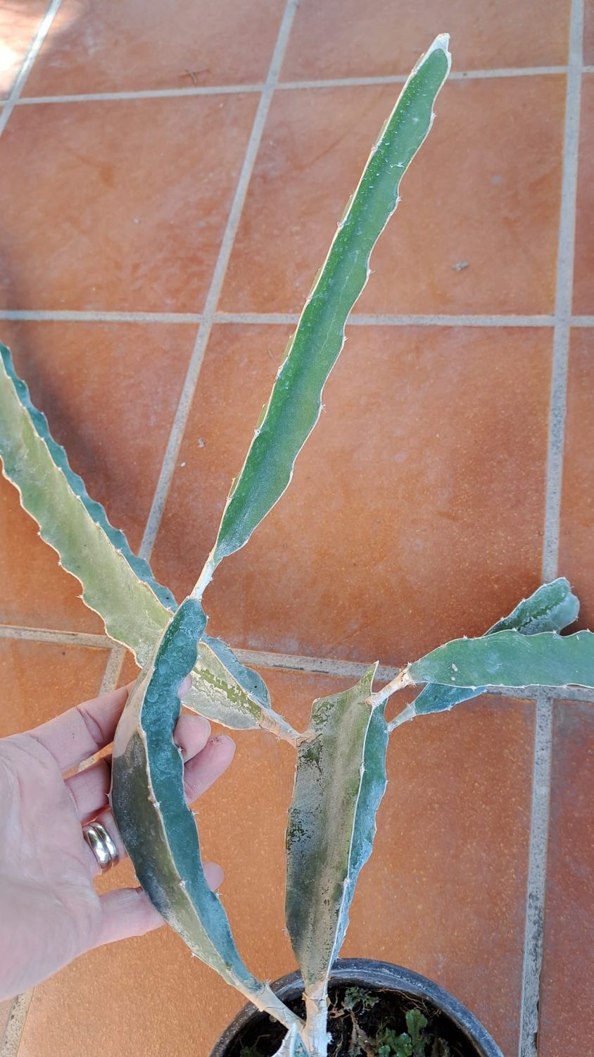 Pitaya, Pitaia, Hylocereus undatus, Frutto del drago, buccia rossa polpa bianca - vaso Ø14 cm