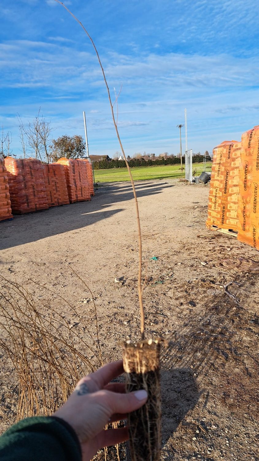 Celtis Australis, Bagolaro, Spaccasassi - alveolo forestale