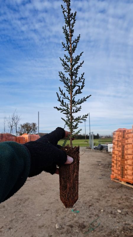 Cupressus sempervirens, Cipresso Toscano - alveolo forestale Cupressus sempervirens, Cipresso Toscano - alveolo forestale