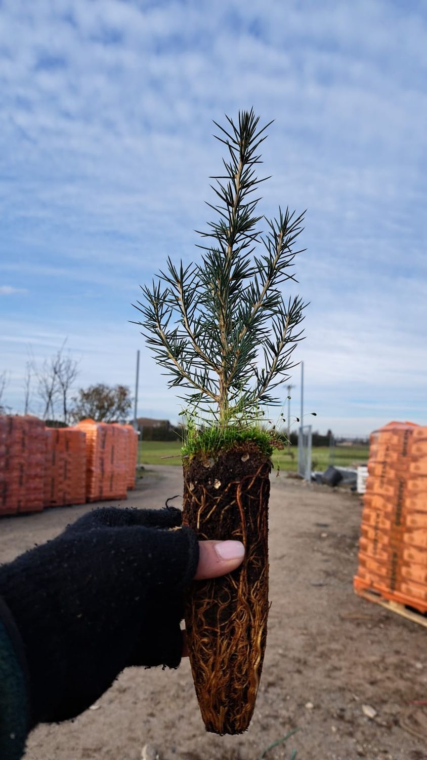 Cedrus libani, Cedro Libanese, Cedro del Libano - alveolo forestale 45 fori