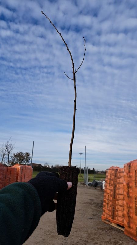 Betulla Bianca - Betula pendula - alveolo forestale