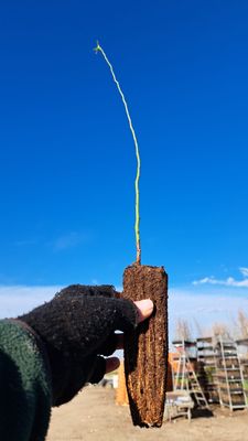 Prunus dulcis, Prunus amygdalus, Amygdalus communis, Mandorlo - alveolo Forestale