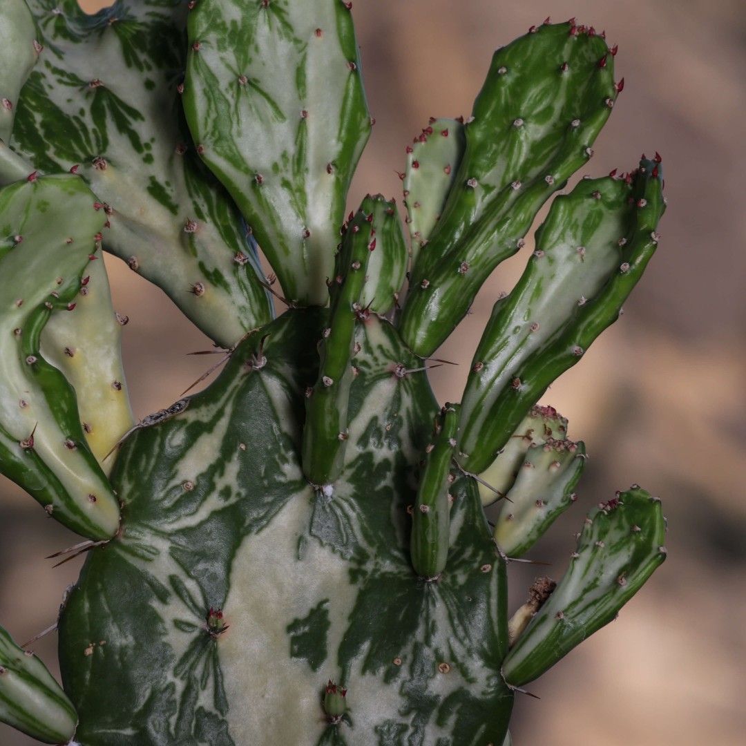 Opuntia jamaicensis variegata ghost, Cactus fantasma, Ghost cactus - vaso Ø17 cm