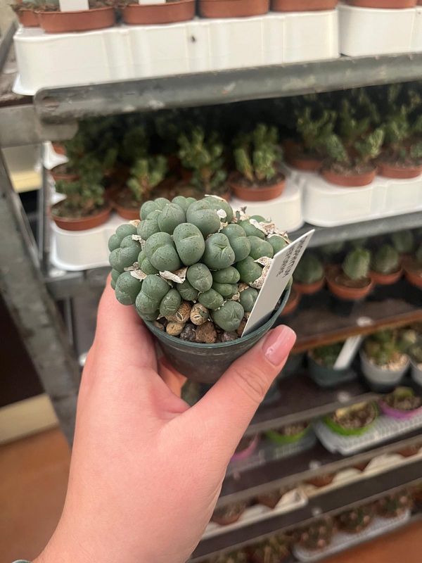Conophytum Uviforme - vaso Ø7 cm