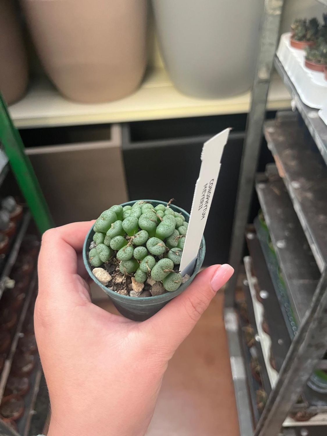 Conophytum Meyeri - vaso Ø7 cm