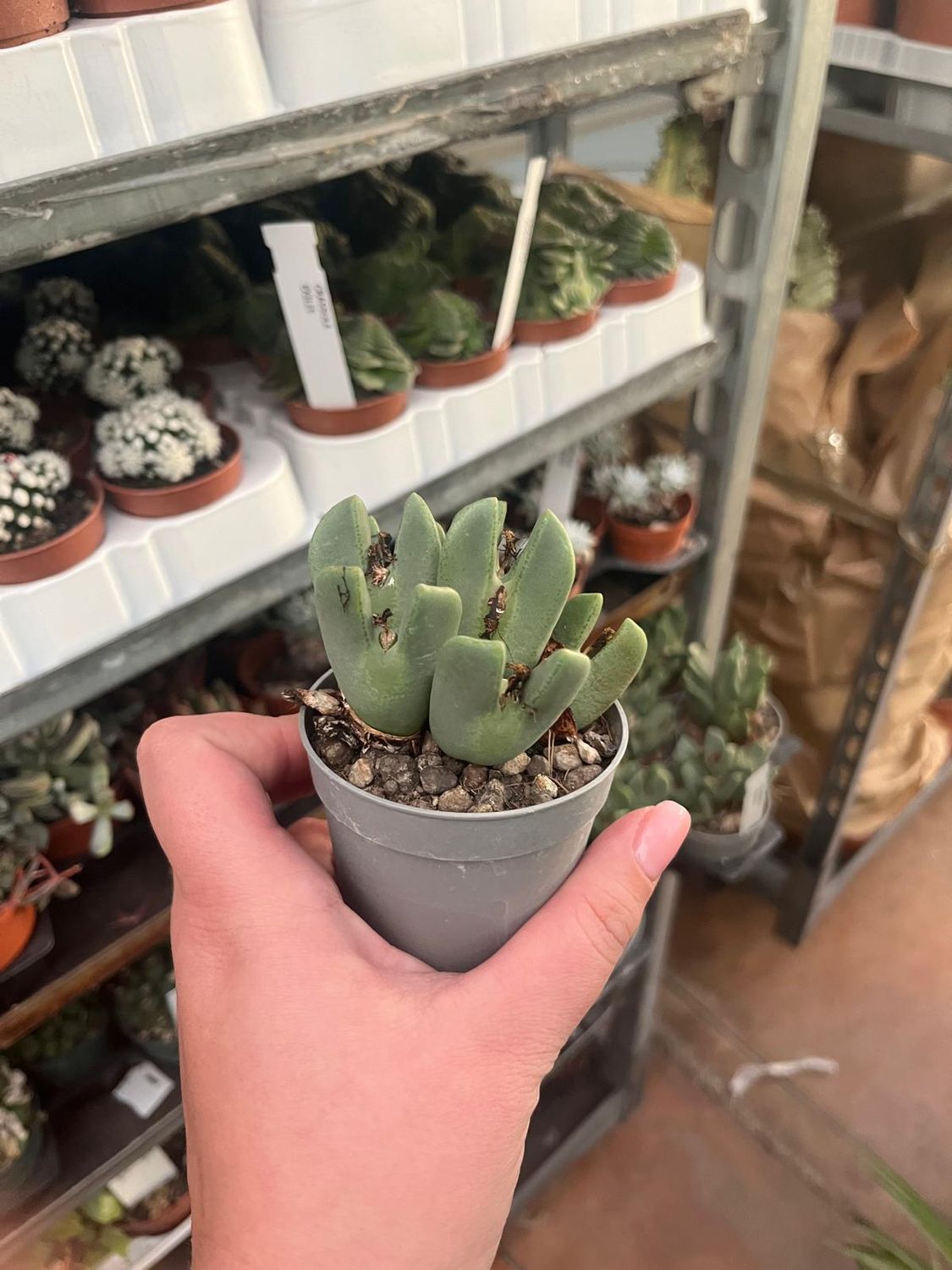 Conophytum Blandum - vaso Ø7 cm