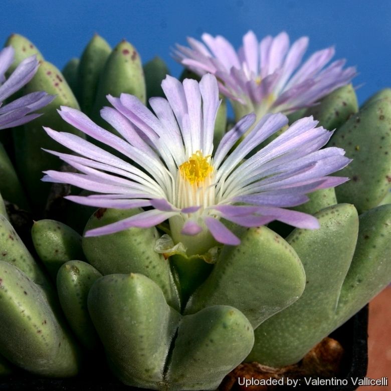 Conophytum Blandum - vaso Ø5,5 cm