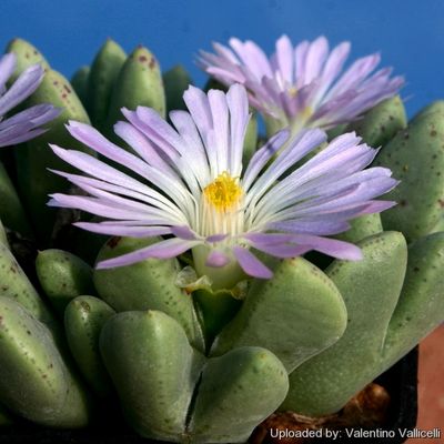 Conophytum Blandum - vaso Ø5,5 cm Conophytum Blandum - vaso Ø5,5 cm