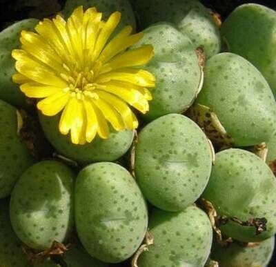 Conophytum Uviforme - vaso Ø5.5 cm Conophytum Uviforme - vaso Ø5.5 cm