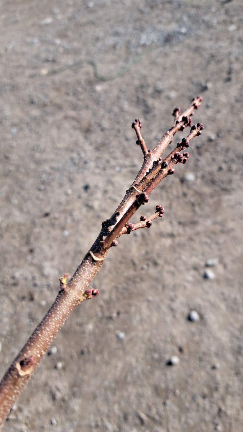 Acero Rosso Rubrum In Vaso - Pianta Da Esterno 100/140 Cm Per Giardino