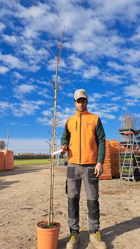 Acero Rosso, Acer rubrum 'Brandywine' - vaso Ø24 cm, h 140-160 cm
