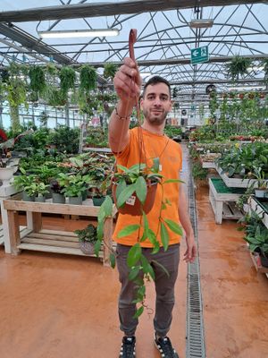 Hoya pubicalyx Purple - basket Ø17 cm Hoya pubicalyx Purple - basket Ø17 cm