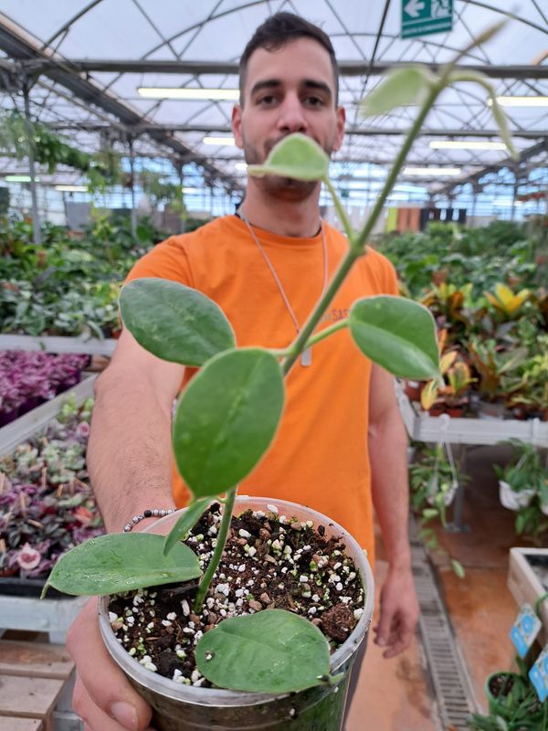 Hoya 'Optimistic', Fiore di cera - Ø12cm
