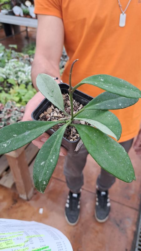 Hoya AH074, Hoya carnosa &#39;Silver Moon&#39;, Fiore di cera - vaso 7x7 cm