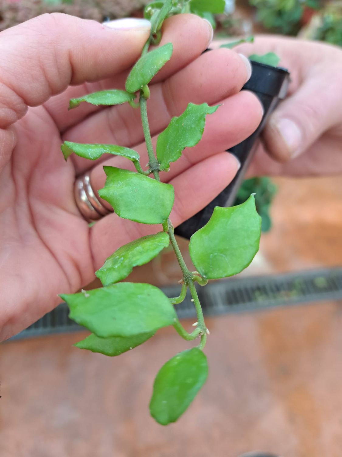 Hoya endauensis - vaso Ø7x7 cm
