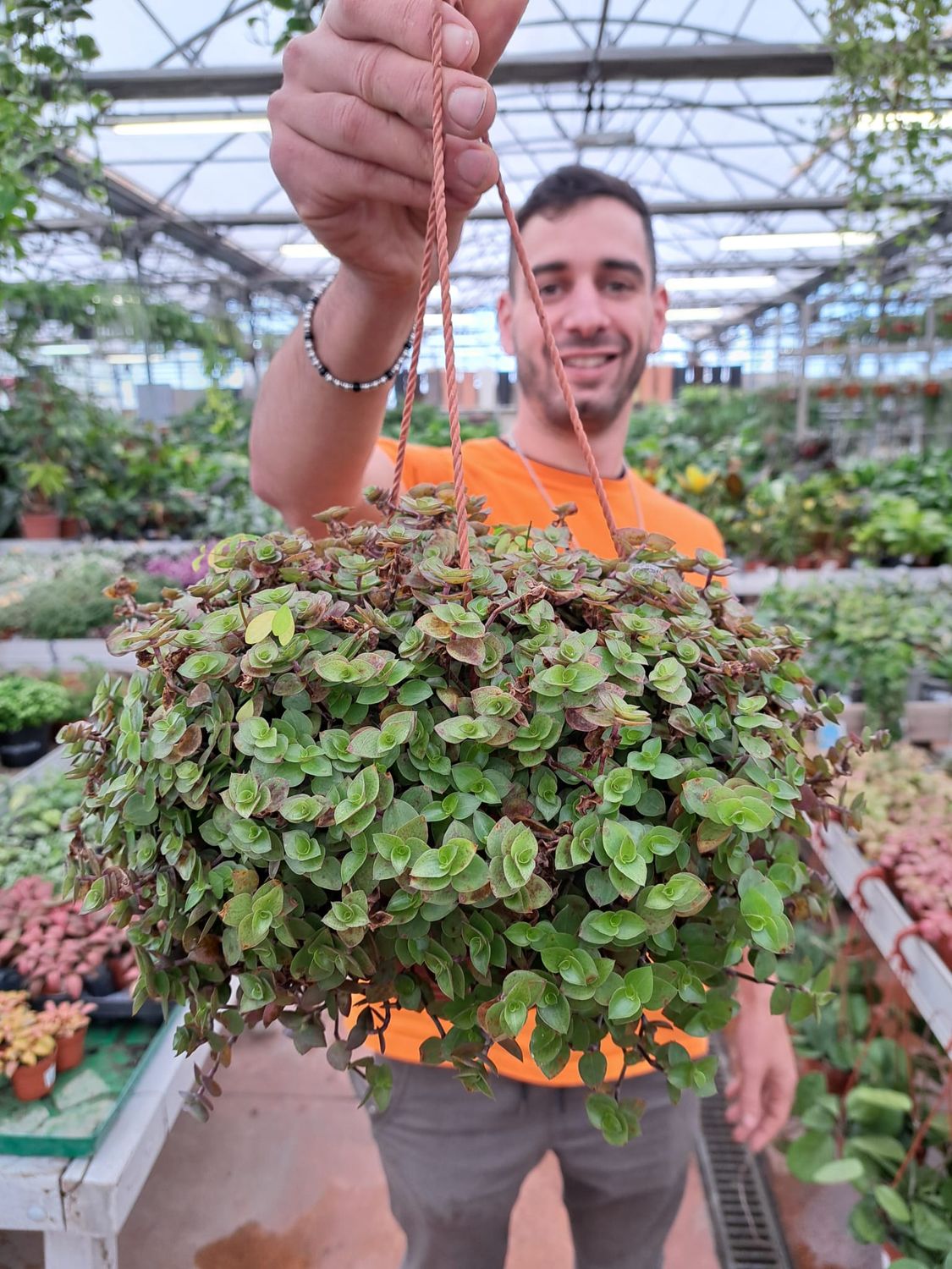 Callisia repens &#39; Turtle &#39; - basket Ø17 cm